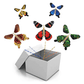 Mariposas FlutterMagic Promoción X 5 Unidades